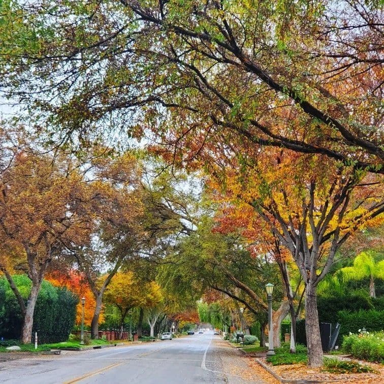 Hillside homes of Pasadena's Linda Vista neighborhood.